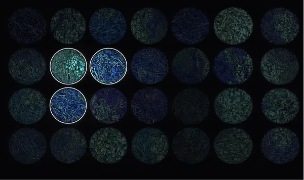 Free pilot evaluation