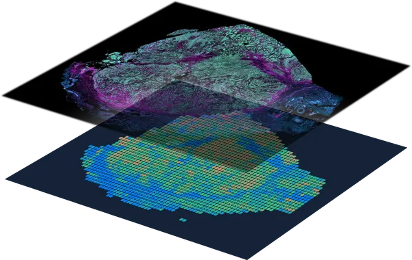 Multiplex immunofluorescence slides and heatmap analysis